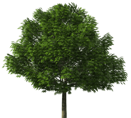 albero - PNG gratuit
