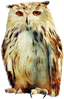 soave deco bird owl brown autumn - 無料png