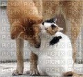 chiot et chaton - Free PNG
