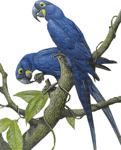Parrot birds bp - GIF animado gratis
