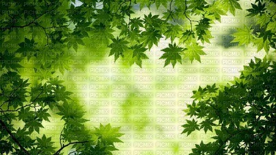 Feuilles - Free PNG