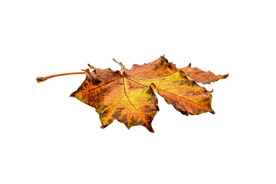 Autumn leaf - zadarmo png
