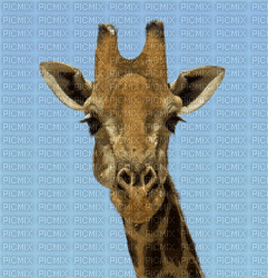 giraffa - Animovaný GIF zadarmo
