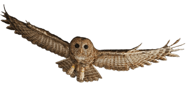 Northern Spotted-owl - PNG gratuit