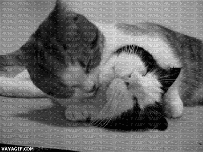 gatos - Kostenlose animierte GIFs