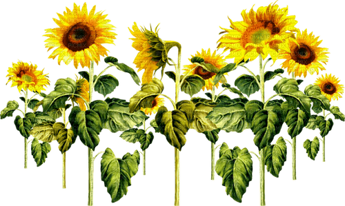 Sunflowers.Brown.Yellow - PNG gratuit