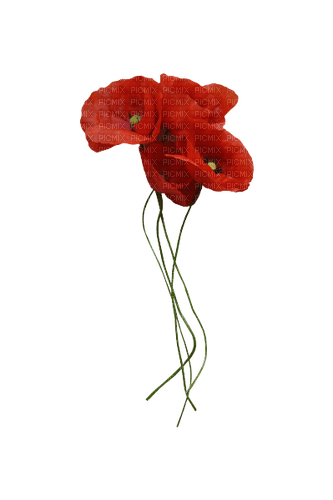 autumn deco kikkapink png poppies flower - 免费PNG