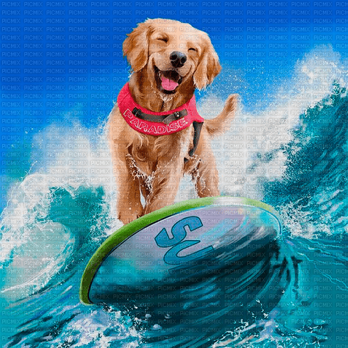 dog surfer by nataliplus - bezmaksas png