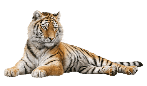 Tigre - kostenlos png