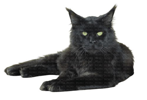 Black cat 💖 - PNG gratuit