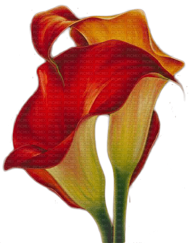 fleur rouge.Cheyenne63 - png gratis