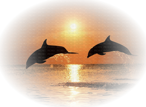 dolceluna sunset summer dolphins - png gratuito