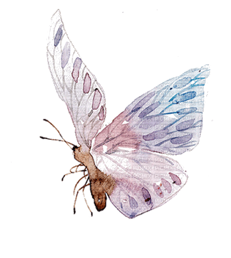 Papillon.Aquarelle.Butterfly.Victoriabea - nemokama png