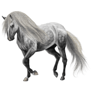 Horse - darmowe png