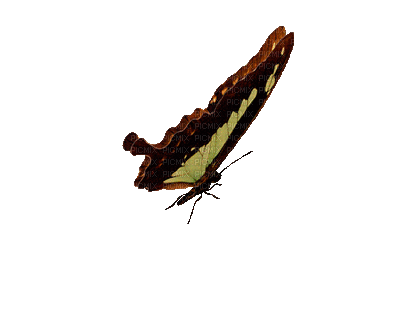 patymirabelle papillon - Bezmaksas animēts GIF