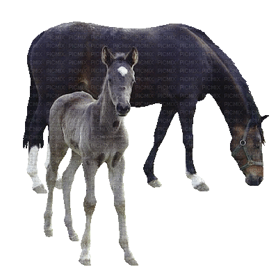 hästar - Zdarma animovaný GIF