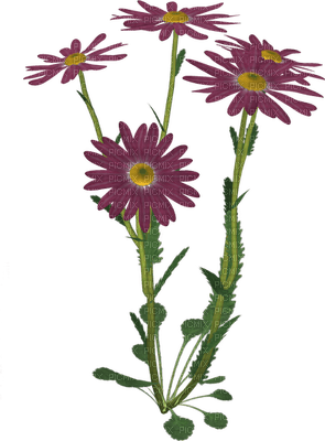 flowers katrin - δωρεάν png