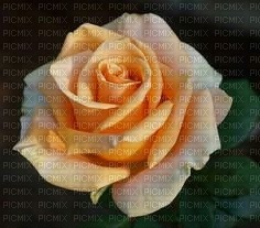 Rose1 - 免费PNG