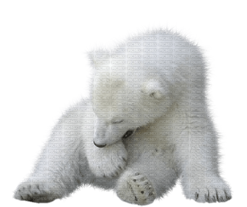 polar bear by nataliplus - gratis png