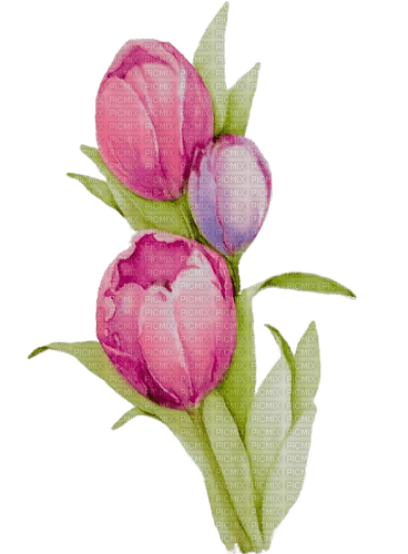 Tulpen, drei, Pink - png gratis