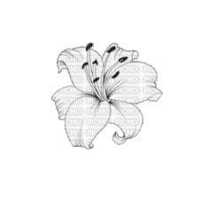 белая лилия - Бесплатный анимированный гифка