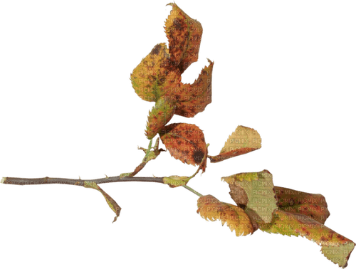 autumn leaves kikkapink - PNG gratuit