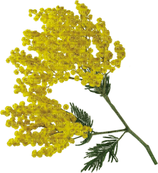 mimosa  FLEUR JAUNE SHEENA - фрее пнг