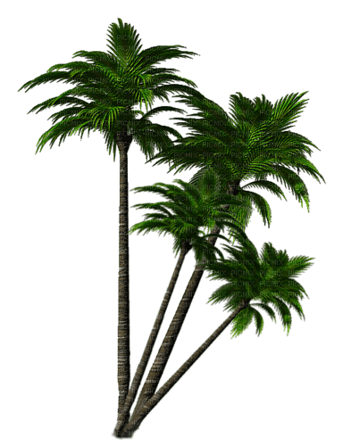 palme milla1959 - png grátis