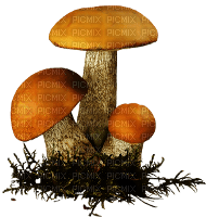 mushrooms - zdarma png