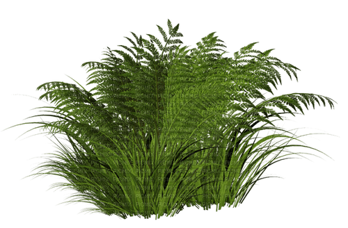 Pflanze - PNG gratuit