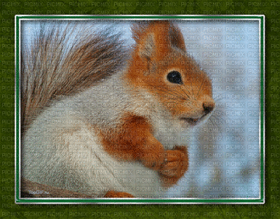 scoiattolo - 免费动画 GIF
