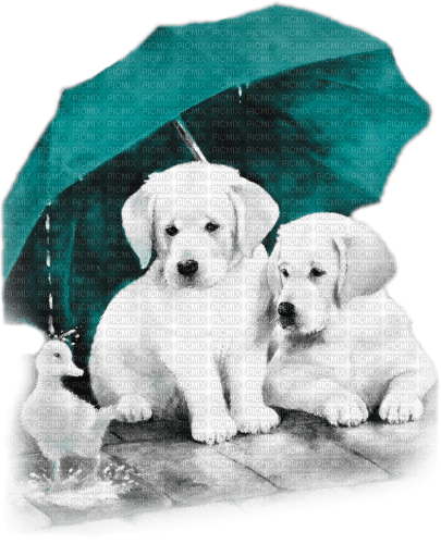 soave animals rain dog friends umbrella  autumn - bezmaksas png