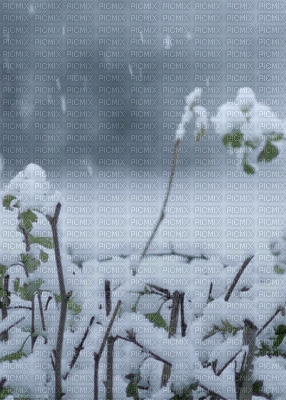snow laurachan - Animovaný GIF zadarmo