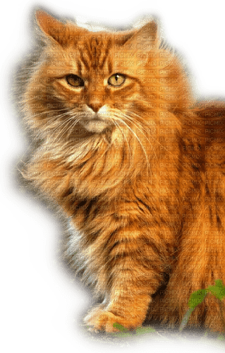 Rena cat Katze - ücretsiz png