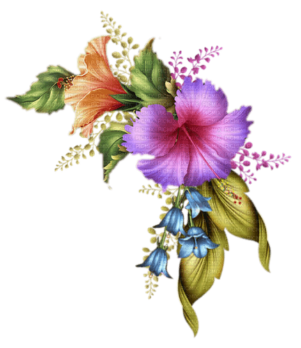 exotic flower  dubravka4 - png gratuito