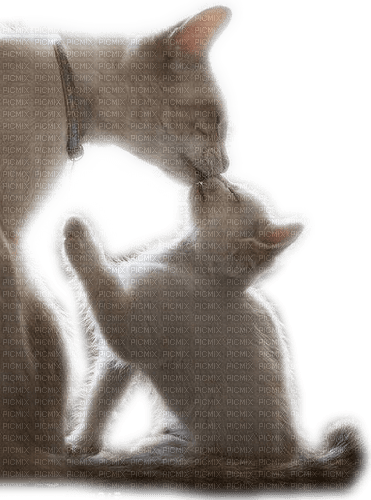 Cats - 免费PNG