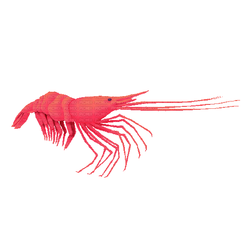 shrimp - Бесплатный анимированный гифка