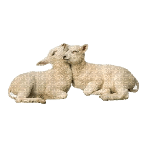 lambs - zdarma png