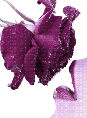 purple - darmowe png