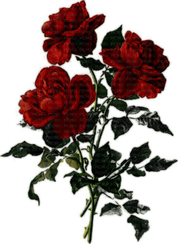Red green dark roses deco [Basilslament] - 無料png