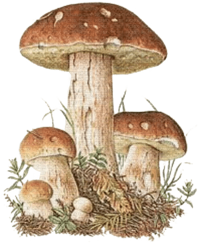 Herbst, Pilze, - PNG gratuit