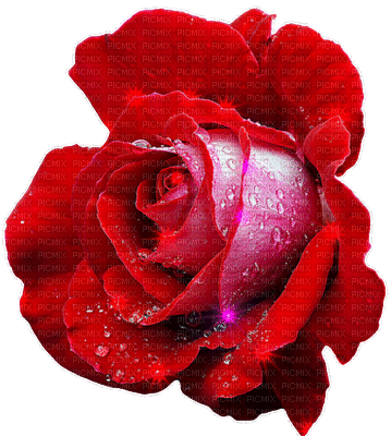 Red rose - GIF animado grátis