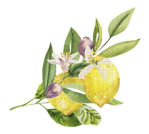 kikkapink lemon fruit deco png - png gratis