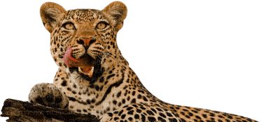 leopard bp - besplatni png