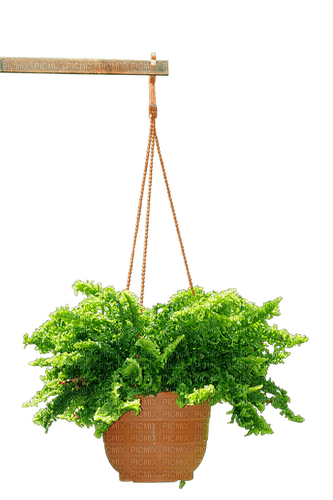Kaz_Creations Hanging-Plant - Free PNG