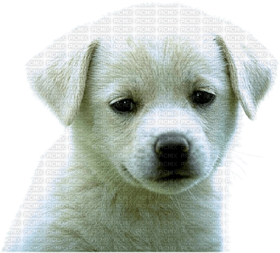 Tube Animaux Chien - δωρεάν png