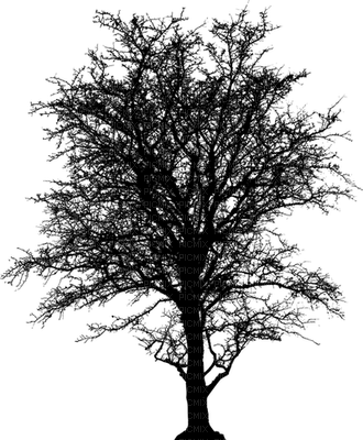 trees bp - png gratis