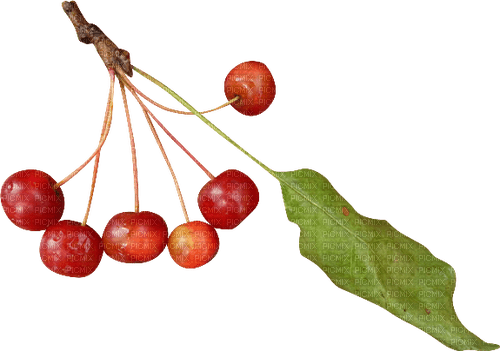 gren- blad ---branch leaf - png gratuito