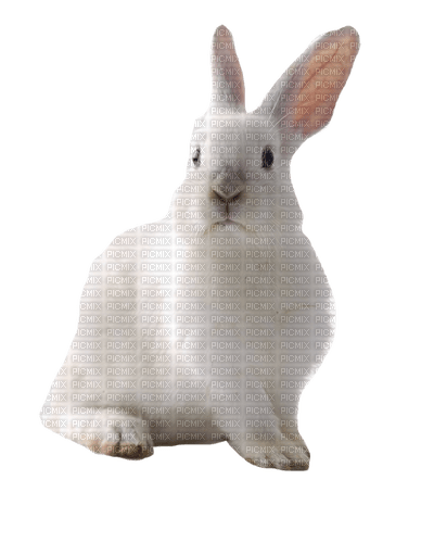 hase rabbit milla1959 - besplatni png
