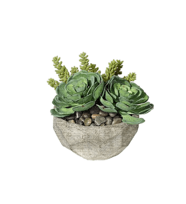 cactus, plant vase pot. sunshine3 - PNG gratuit
